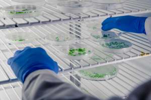 Applications of Purge Trap GC in Environmental Labs Applications of Purge Trap GC in Environmental Labs
